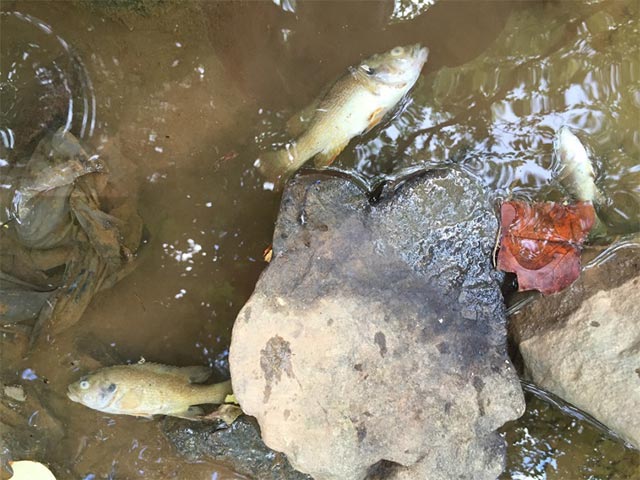 Dead fish from high chlorine discharge
